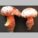 Rubroboletus rhodoxanthus (krwistoborowik purpurowy)