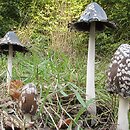 Coprinopsis picacea (czernidłak pstry)