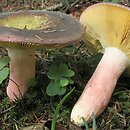 Russula olivacea (gołąbek oliwkowy)