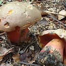 Rubroboletus rubrosanguineus (krwistoborowik świerkowo-jodłowy)