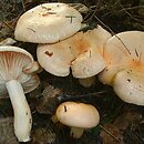 Hygrophorus pudorinus (wodnicha pomarańczowa)