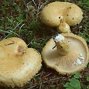 Lactarius repraesentaneus (mleczaj żółtofioletowy)