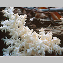 Hericium coralloides (soplówka bukowa)