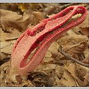 Clathrus archeri (okratek australijski)