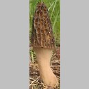 Morchella elata (smardz wyniosły)