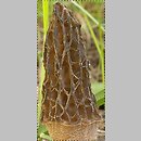 Morchella elata (smardz wyniosły)