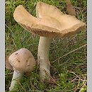 Cortinarius caperatus (płachetka zwyczajna)