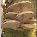 Pleurotus ostreatus (boczniak ostrygowaty)