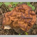 Gyromitra gigas (piestrzenica olbrzymia)