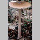 Amanita fulva (muchomor rdzawobrązowy)