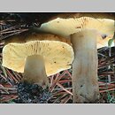 Tricholoma equestre (gąska zielonka)