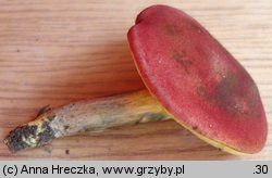 Hortiboletus rubellus (parkogrzybek czerwonawy)