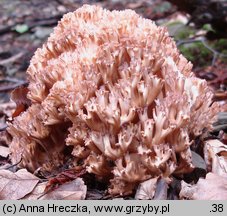 Ramaria botrytis (koralówka czerwonowierzchołkowa)