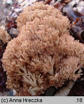 Ramaria botrytis (koralówka czerwonowierzchołkowa)