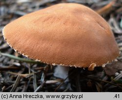 Cystodermella cinnabarina (ziarnóweczka cynobrowa)