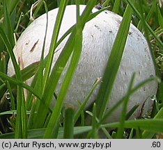 Agaricus campestris (pieczarka łąkowa)