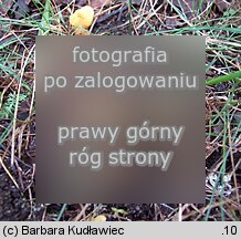 Spathularia flavida (łopatnica żółtawa)
