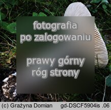 Amanita argentea (muchomor srebrzysty)