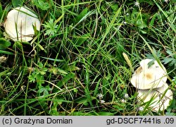 Melanoleuca strictipes (ciemnobiałka popękana)