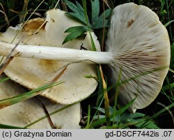 Melanoleuca strictipes (ciemnobiałka popękana)