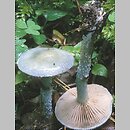 znalezisko 20000715.3.00 - Stropharia caerulea (pierścieniak modry); Dolny Śląsk, lasy milickie