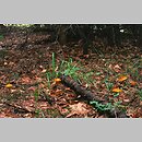 znalezisko 20000715.10.00 - Suillus grevillei (maślak żółty); Dolny Śląsk, lasy milickie