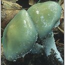 znalezisko 20000715.16.00 - Stropharia caerulea (pierścieniak modry); Dolny Śląsk, lasy milickie