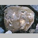 znalezisko 20000722.6b.00 - Porphyrellus porphyrosporus (grzybiec purpurowozarodnikowy); Dolny Śląsk, Kotlina Kłodzka