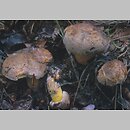 znalezisko 20000730.13.00 - Boletus pulverulentus (sinoborowik klinowotrzonowy); Dolny Śląsk, lasy milickie