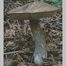 znalezisko 20000805.17.00 - Leccinum variicolor (koźlarz różnobarwny); Dolny Śląsk, okolice Twardogóry