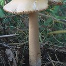 znalezisko 20000812.10.00 - Amanita crocea (muchomor żółtawy); Dolny Śląsk, Góry Bialskie