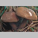 znalezisko 20000813.8.00 - Porphyrellus porphyrosporus (grzybiec purpurowozarodnikowy); Dolny Śląsk, Góry Bialskie