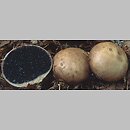 znalezisko 20000923.1.00 - Scleroderma bovista (tęgoskór kurzawkowy); Dolny Śląsk, lasy milickie