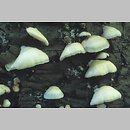 znalezisko 20000924.2.00 - Crepidotus mollis (ciżmówka miękka); Dolny Śląsk, dolina Odry