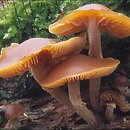 znalezisko 20001117.3.00 - Galerina autumnalis (hełmówka jesienna); Dolny Śląsk, dolina Odry