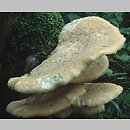 znalezisko 20010602.1.01 - Cerioporus squamosus (żagwiak łuskowaty); Dolny Śląsk, dolina Odry