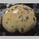 znalezisko 20010923.4.01 - Russula fellea (gołąbek żółciowy); Dolny Śląsk, lasy milickie