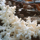 Hericium coralloides (soplówka bukowa)