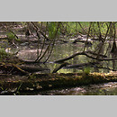 znalezisko 20020511.14.02 - Lentinus tigrinus (twardziak tygrysi); dolina Bystrzycy