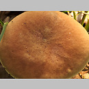 znalezisko 20020824.2.02 - Xerocomus ferrugineus (podgrzybek grubosiatkowany); lasy milickie, groble stawów