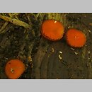 znalezisko 20040619.2.04 - Scutellinia scutellata (włośniczka tarczowata); luzni les, Svaty Jur, Słowacja