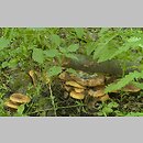 znalezisko 20040619.5.04 - Paxillus rubicundulus (krowiak olszowy); luzni les, Svaty Jur, Słowacja