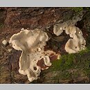 znalezisko 20040728.2.04 - Heterobasidion annosum (korzeniowiec wieloletni); okolice Obornik Śląskich