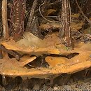 Phylloporia ribis (czyrenica porzeczkowa)