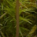 znalezisko 20040919.9.04 - Mycena rosella (grzybówka różowawa); Puszcza Białowieska