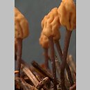 Heyderia abietis (igłówka brązowawa)