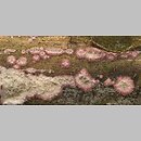 znalezisko 20041007.9.04 - Phlebia mellea (żylak wielobarwny); Czechy, Szumava, PR Czarny Las