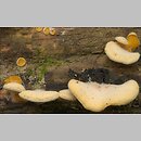 znalezisko 20050915.4.05 - Phyllotopsis nidulans (boczniaczek pomarańczowożółty); Puszcza Białowieska