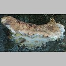 znalezisko 20050915.5.05 - Amylocystis lapponica (późnoporka czerwieniejąca); Puszcza Białowieska