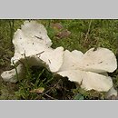 znalezisko 20050915.9.05 - Albatrellus ovinus (naziemek białawy); Puszcza Białowieska